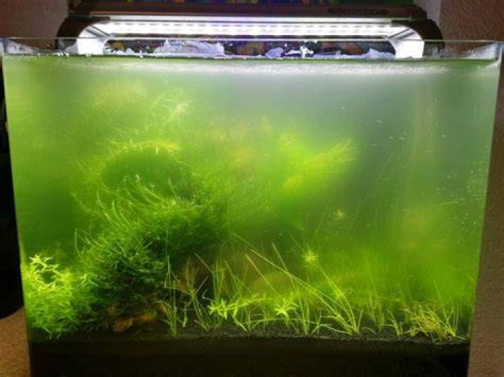 algae in fish tank