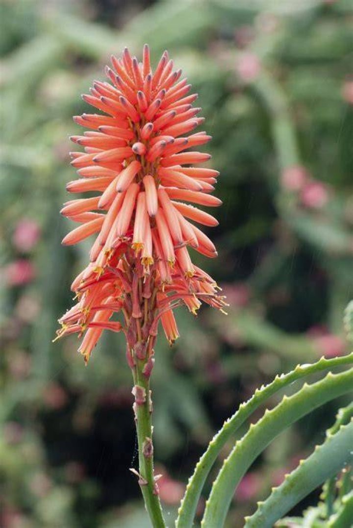 aloe flower