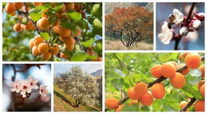 apricot tree