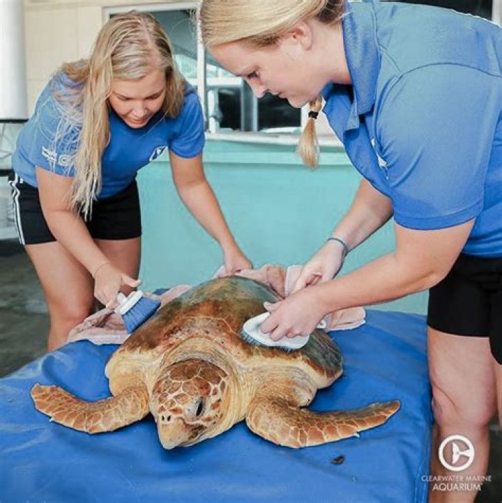 aquatic veterinarian