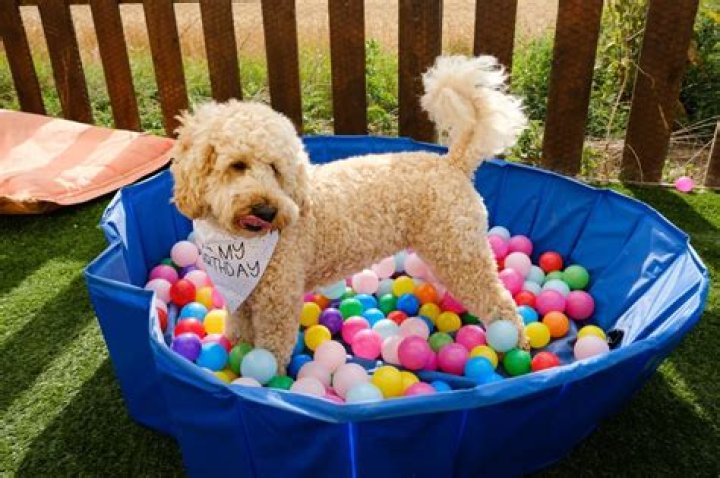 Are Ball Pits Safe For Dogs