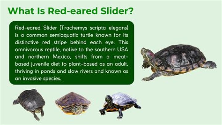 Are Feeder Fish Good For Red Eared Sliders