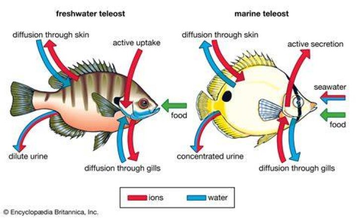 Are Fish Active In The Morning