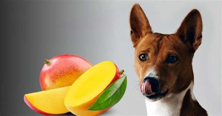Are Mango Seeds Bad For Dogs