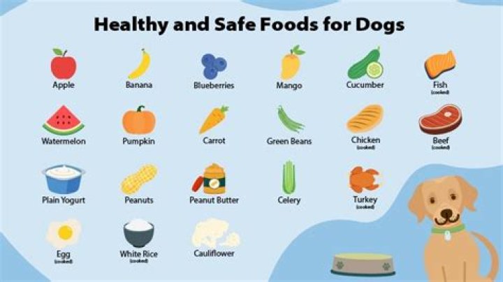 Are Pickles Safe For My Dog