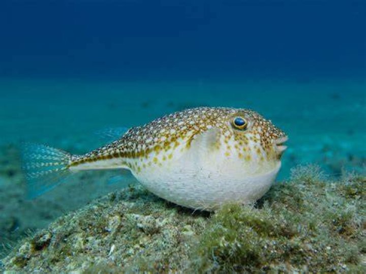 Are Puffer Fish Filled With Air Or Water