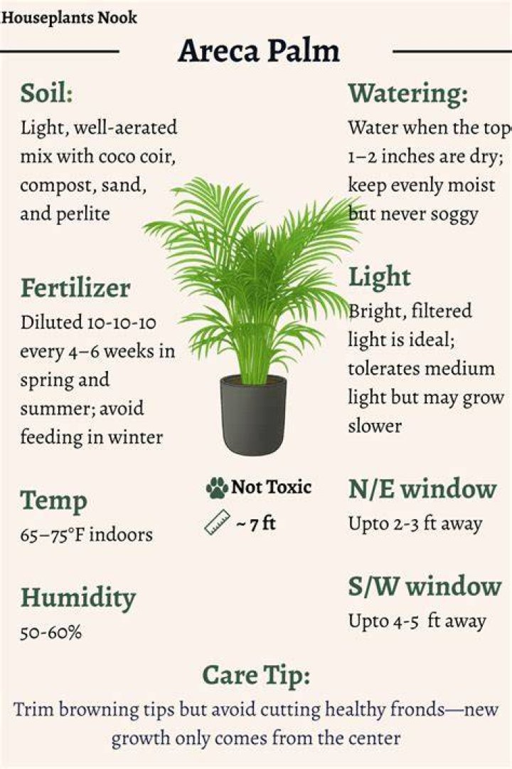 areca palm care