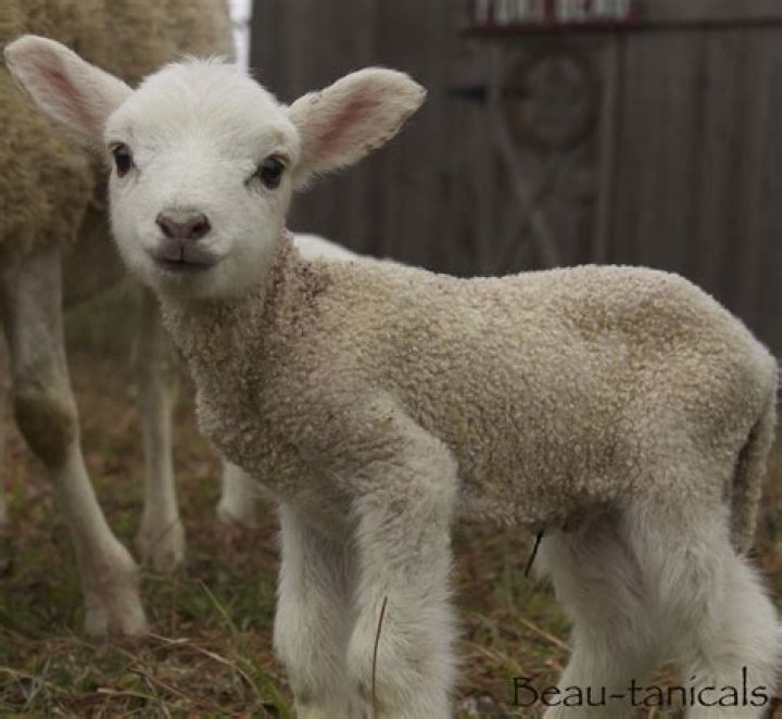 baby ram