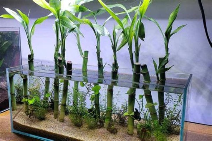 bamboo aquarium