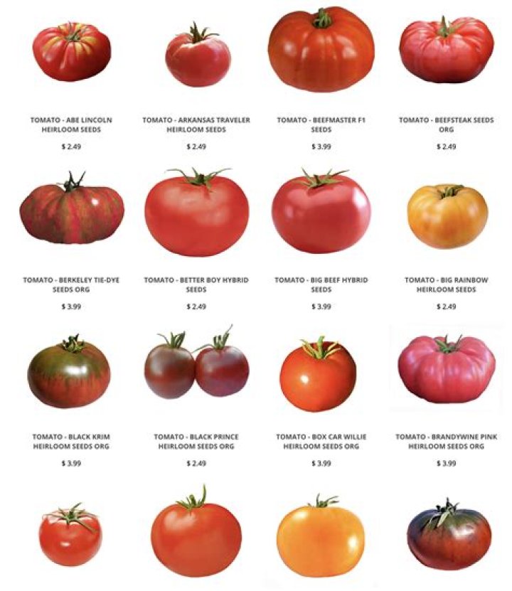 best tasting tomatoes