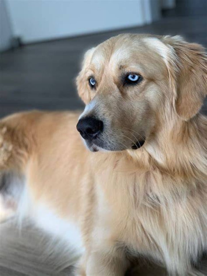 blue eyed old golden retriever