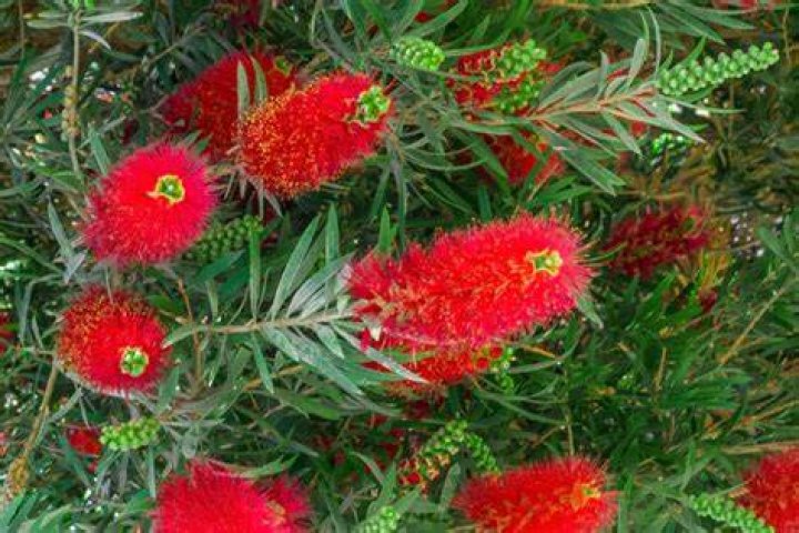 bottle brush bush