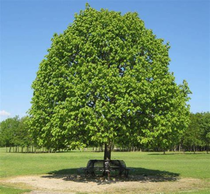 broad leafed trees