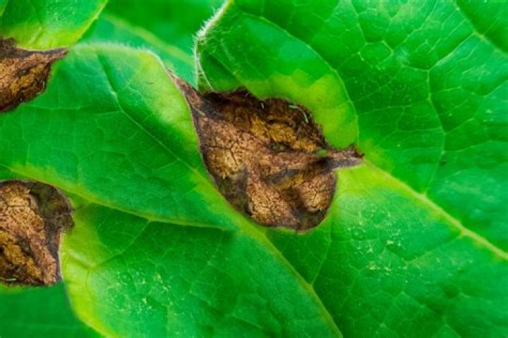 brown spots on leaves
