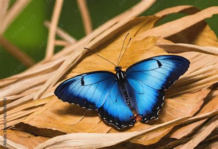 :butterfly: :butterfly: