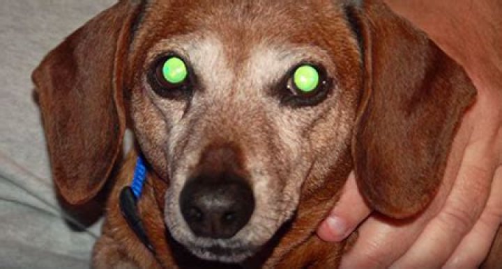 Cachorro Enxerga No Escuro Cachorro Enxerga No Escuro
