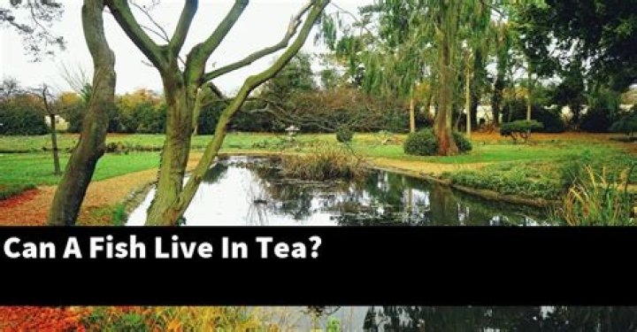 Can A Fish Live In Tea