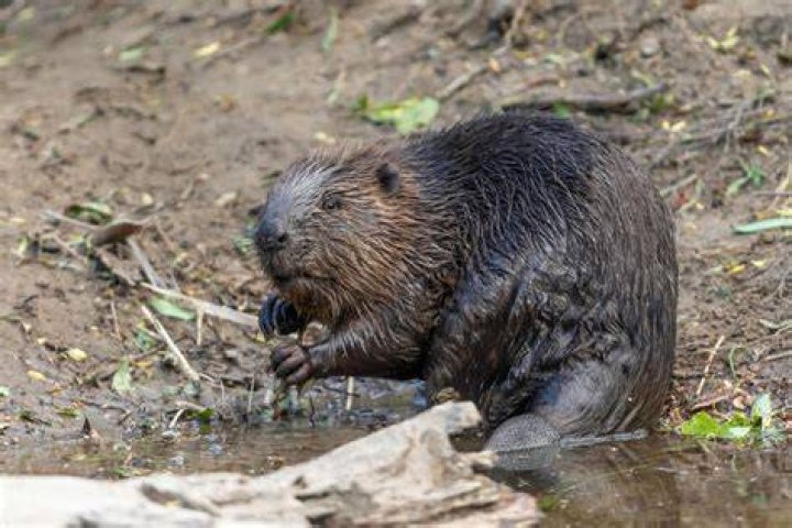 Can Beavers Climb Tre