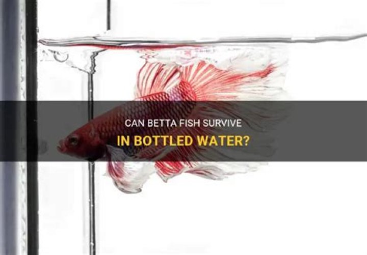Can Betta Fish Explode