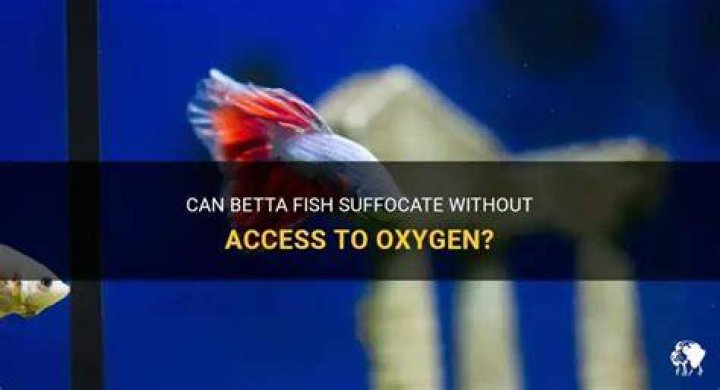 Can Betta Fish Suffocate