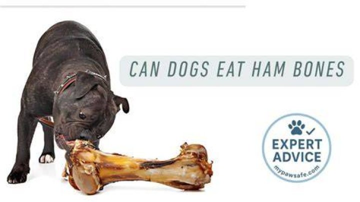 Can Dogs Eat Ham Bones Can Dogs Eat Ham Bones