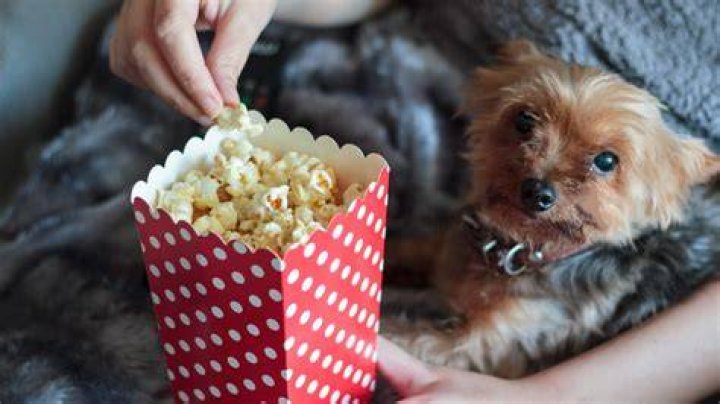 Dogs Eat Popcorn? Can Dogs Eat Popcorn?