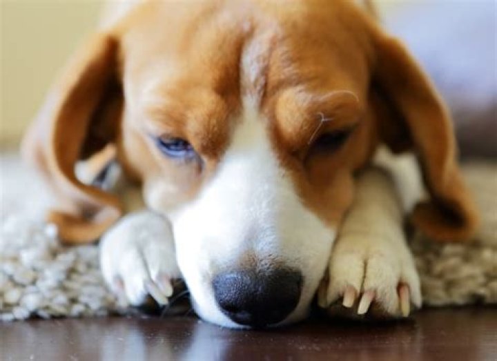 Can Dogs Get Sleep Paralysis