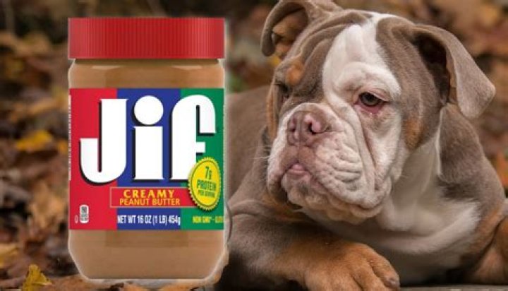 Can Dogs Have Jif Peanut Butter