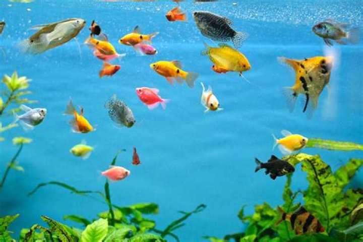 Can Freshwater Fish Eat Pineapple