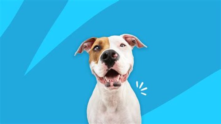 Can Prednisone Cause Strokes In Dogs