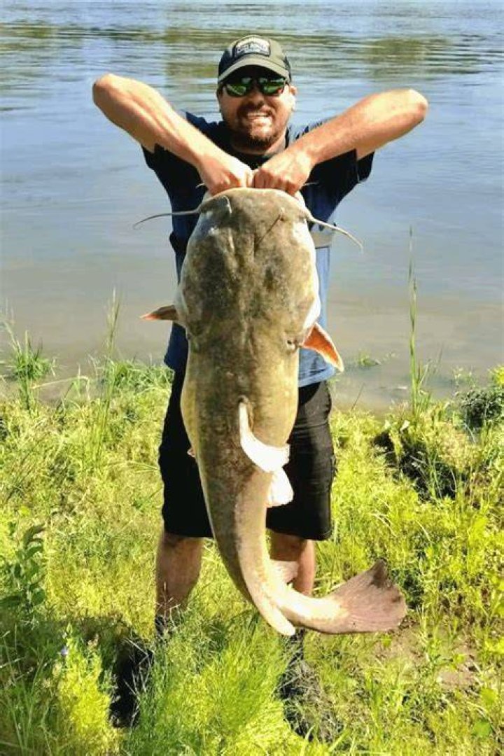 catching catfish