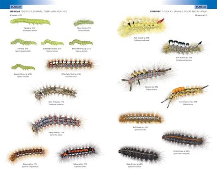 caterpillar identification chart
