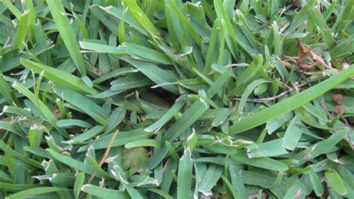 centipede sod