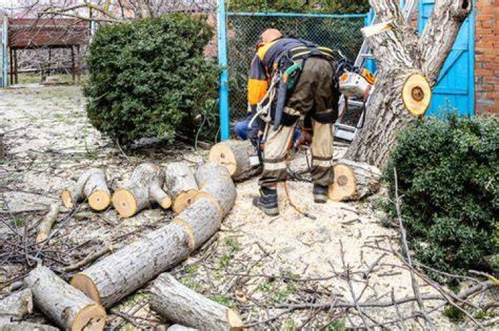 cheap tree removal near me