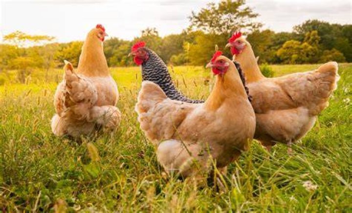 chicken