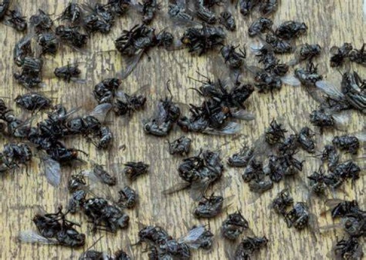 cluster flies