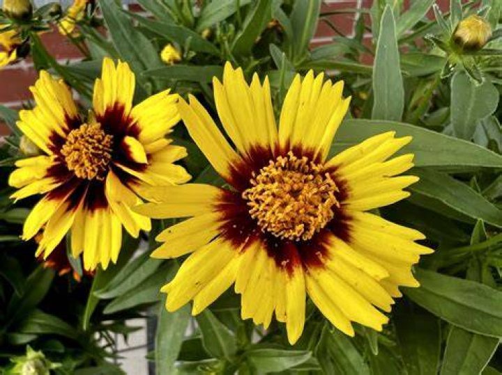 coreopsis flower