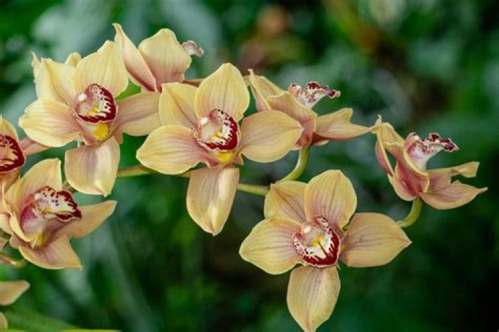 cymbidium