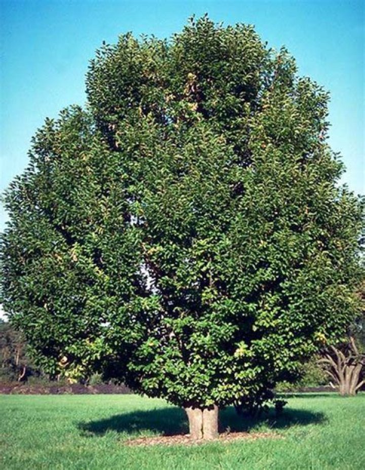 :deciduous_tree: