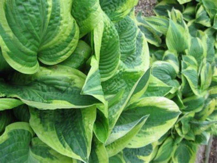 deer resistant hosta