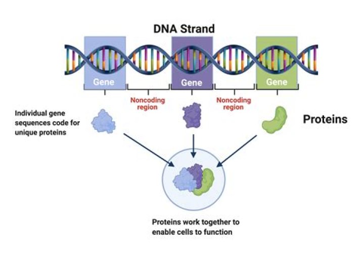 DNA, Genes