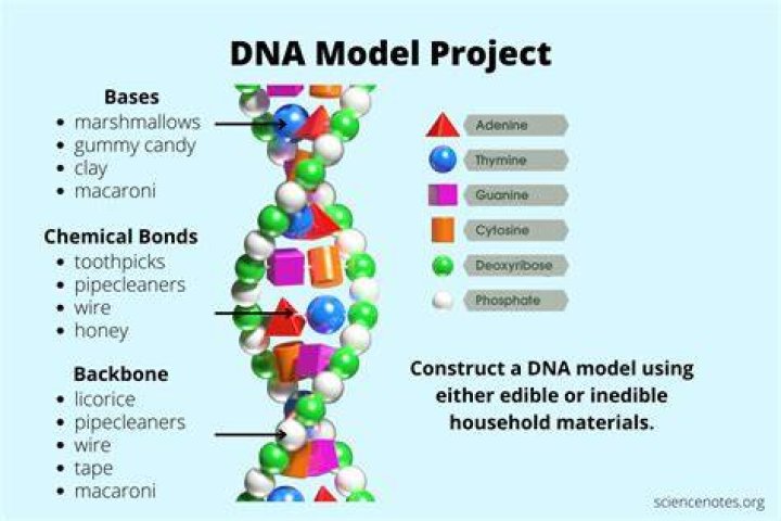 DNA MODEL