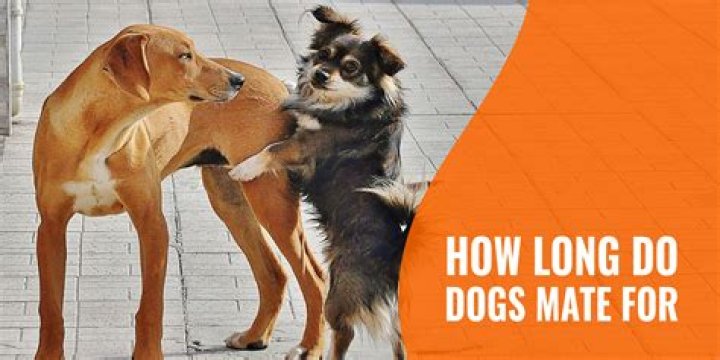 Do Dogs Make Noise When They Mate
