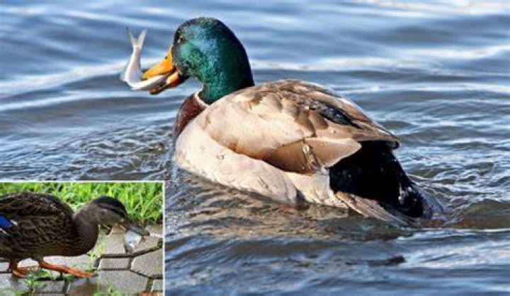 Do Ducks Eat Fish