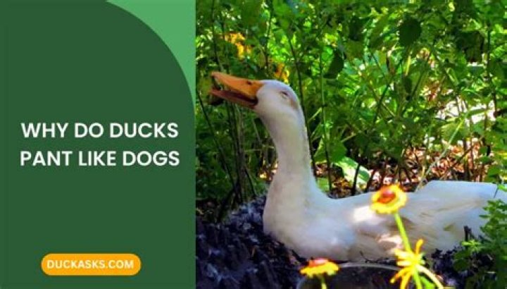 Do Ducks Pant Like Dogs