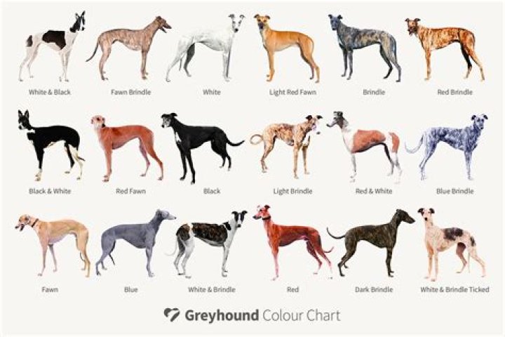 Do Hound Dogs Like Water