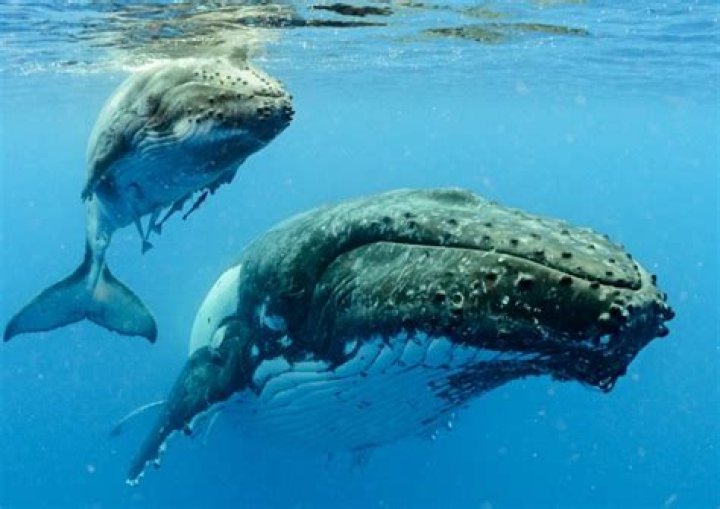 do whales sleep