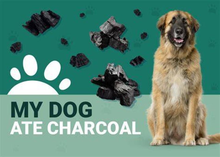 Dog Ate Charcoal Dog Ate Charcoal