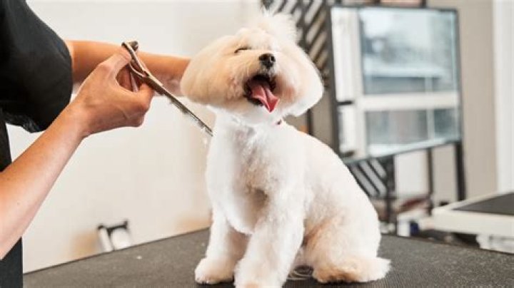 dog grooming classes