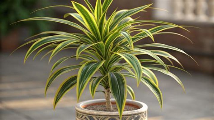 dracaena plant care